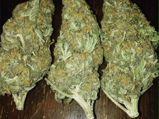 We got top shelf quality buds, clones, flowers, shrooms, edibles and carts available