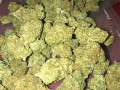 quality-cannabis-strains-at-good-prices-small-0