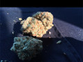 highest-quality-all-natural-medical-strains-available-text-1720-me-383-now-7352-small-7