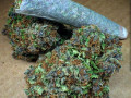 cannabis-strains-for-sale-now-small-0