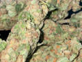 available-top-shelf-buds-grade-aa-small-3