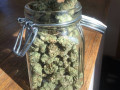 top-notch-weed-available-grade-aa-small-0