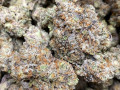 top-quality-indoor-buds-available-at-very-affordable-price-small-1