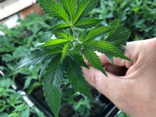 HEALTHY ROOTED CLONES AND TEENS AVAILABLE FOR PICKUP