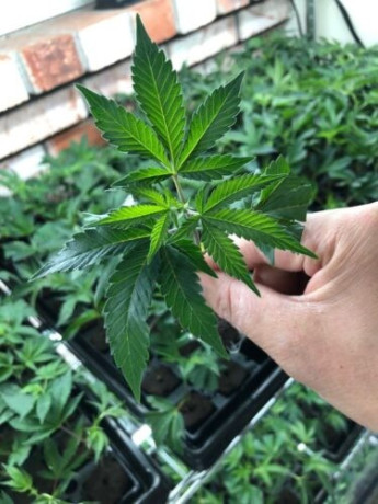 healthy-rooted-clones-and-teens-available-for-pickup-big-0