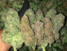 Top quality weed strains and medical cannabis products