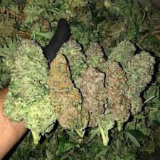 top-quality-weed-strains-and-medical-cannabis-products-big-0