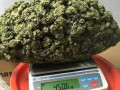 all-super-weeds-strains-available-here-small-0