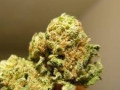 medical-marijuana-grade-trim-small-0