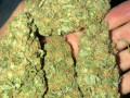 buy-grade-aaa-medical-marijuana-small-0