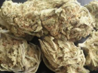 TOP QUALITY INDOOR BUDS AVAILABLE AT VERY AFFORDABLE PRICE.