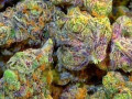 top-shelf-medical-cannabis-available-for-interested-persons-small-1