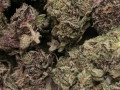 top-shelf-medical-cannabis-available-for-interested-persons-small-0