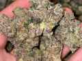 top-quality-buds-for-adults-small-1