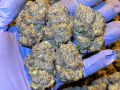 shop-edible-gummies-and-cannabis-small-4