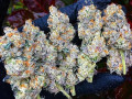 top-quality-indoor-buds-available-at-very-affordable-price-small-0