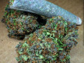 top-legal-cannabis-dis-dispensary-shop-erified-vendor-small-0
