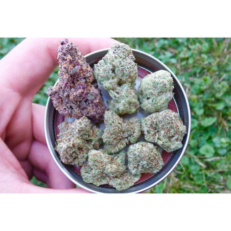 dthc-store-super-high-quality-mmjbudcbd-oilcartsedibles-seeds-available-big-2