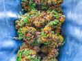 top-shelf-grade-a-medical-marijuana-small-1