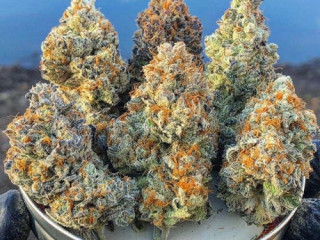 Buy quality cannabis strains at good prices