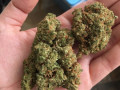 buy-quality-cannabis-strains-at-good-prices-small-0