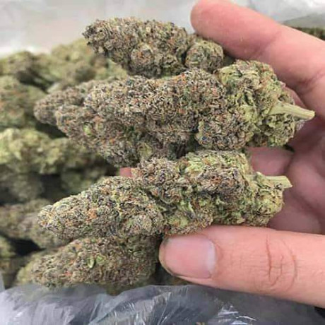 top-quality-indoor-medical-marijuana-big-0