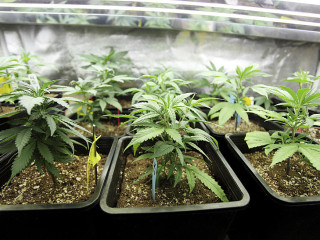 Clones and teen seed available