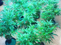 verified-genetics-clones-and-teens-available-small-0
