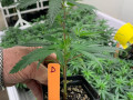 verified-genetics-clones-and-teens-available-small-3