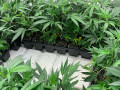 verified-genetics-clones-and-teens-available-small-2