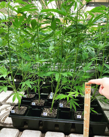 verified-genetics-clones-and-teens-available-big-4