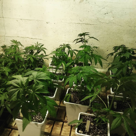 verified-genetics-clones-and-teens-available-big-1