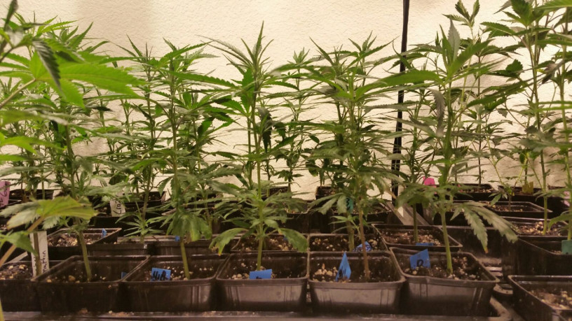 got-organic-plants-high-yielders-babies-and-teens-big-1