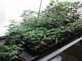 gavita-grow-lights-and-plants-too-small-2