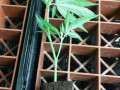 gavita-grow-lights-and-plants-too-small-1