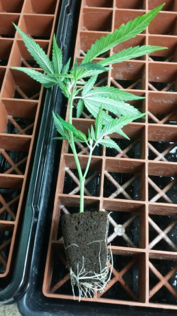 gavita-grow-lights-and-plants-too-big-1