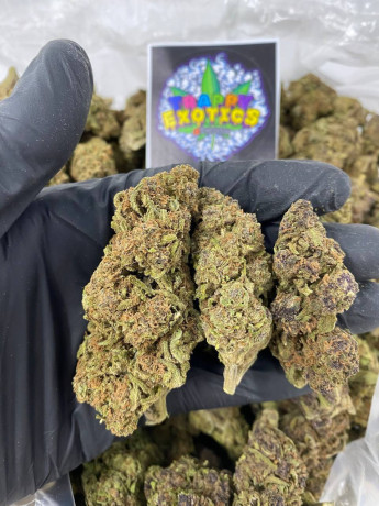 trappy-exotics-medical-and-recreational-cannabis-big-2