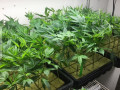 clones-and-teen-seeds-available-small-2