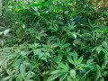 clones-and-teen-seeds-available-small-3