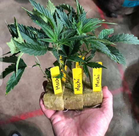 clones-and-teen-seeds-available-big-0