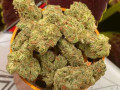 great-flower-great-price-top-new-strain-small-0