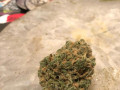 top-quality-medical-marijuana-indoors-and-outdoors-small-0