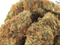 buy-great-smell-nice-dense-buds-perfect-trim-small-0
