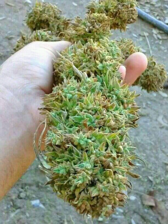 cannabis-big-0