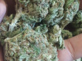new-strain-blue-dynamite-for-sale-small-0