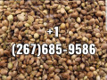 cannabis-seed-for-sale-small-0