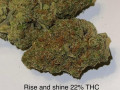 new-bud-flavor-for-sale-small-0