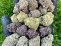 best-collection-of-buds-small-0