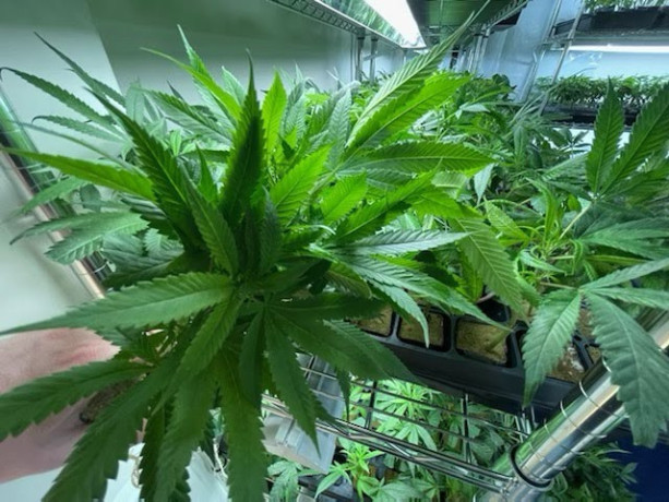 clones-in-a-variety-of-sizes-and-strains-big-0