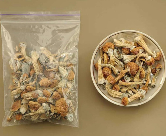mushrooms-available-big-0